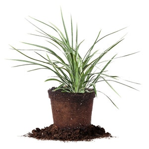 Aztec Grass: Liriope muscari &#39;Aztec Grass&#39;, Shade Tolerant Ground Cover, Ornamental Grass