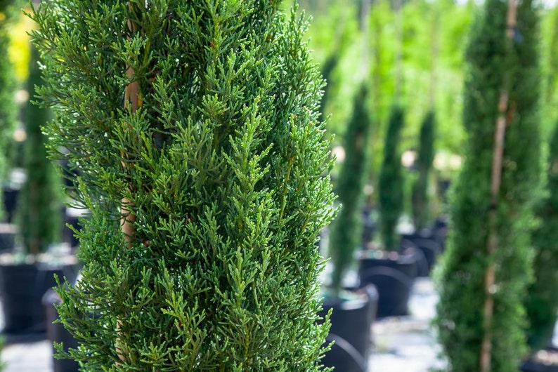 ITALIAN CYPRESS Size 5-6 ft