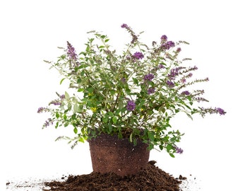 Buddleia Nanho Blue Butterfly Bush: Buddleia Davidii 'Nanho Blue', Attracts Pollinators, Flowering Shrub, Low Maintenance, Bright Color