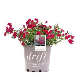 Red Drift® Rose Bush - Gets Covered in Red Flowers - Disease Resistant Groundcover Shrub - Live Plant