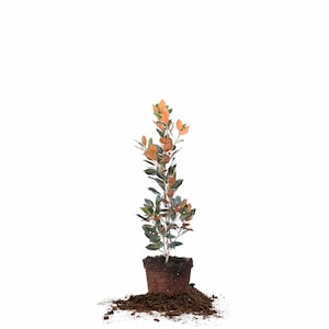 May include: A small potted plant with green and orange leaves. The plant is in a brown pot and is surrounded by brown soil.