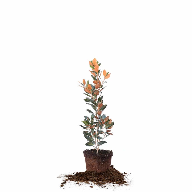 May include: A small potted plant with green and orange leaves. The plant is in a brown pot and is surrounded by brown soil.