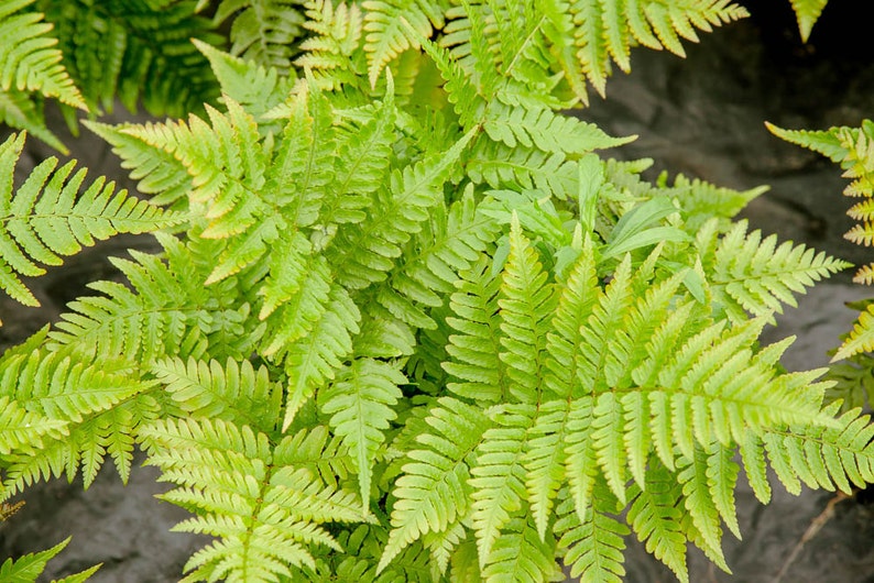 DRYOPTERIS AUTUMN FERN Size 1 gallon