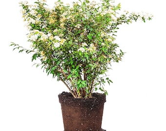 Corona nupcial de spirea: Spiraea prunifolia, arbusto de hoja caduca, árbol de spirea