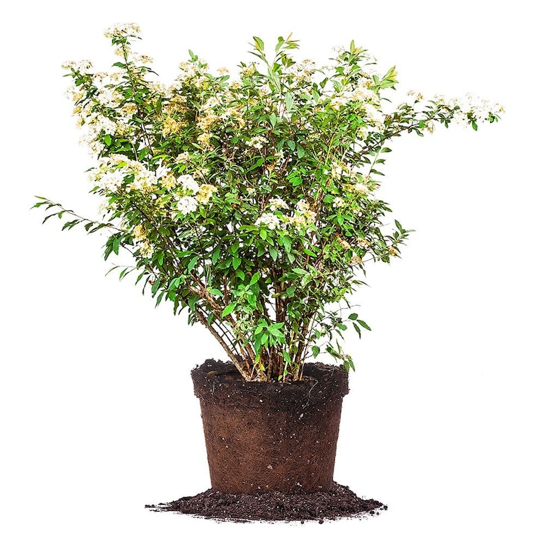 Bridal Wreath Spirea Spiraea Prunifolia Deciduous Shrub Etsy Bridal Wreath Spirea Spiraea Prunifolia Deciduous Shrub Etsy