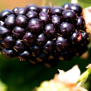 Puede incluir: Primer plano de una mora madura de color morado oscuro y brillante. La mora est&aacute; agrupada con otras bayas en un tallo verde.