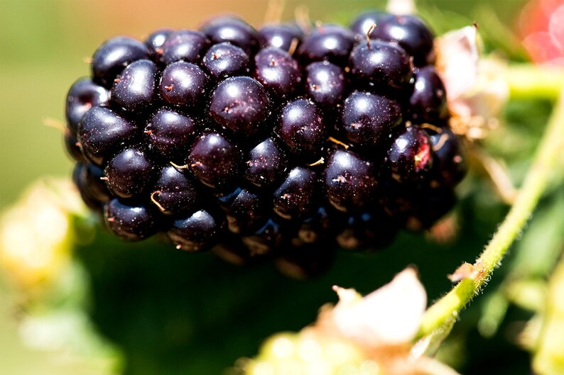 Puede incluir: Primer plano de una mora madura de color morado oscuro y brillante. La mora est&aacute; agrupada con otras bayas en un tallo verde.
