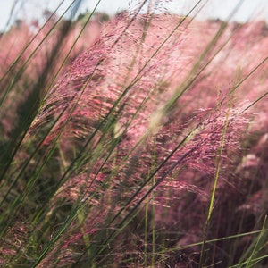 May include: A field of tall, pink grass with green stems blowing in the wind.
