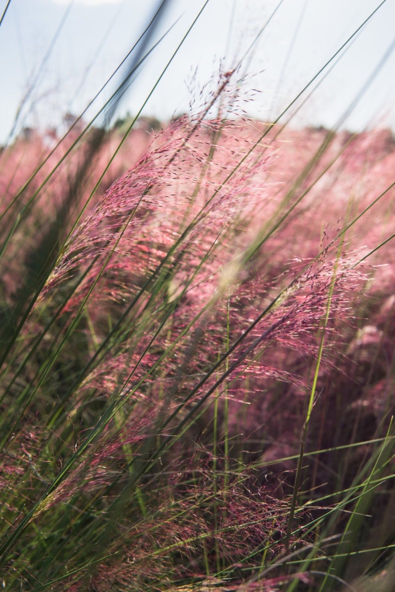 May include: A field of tall, pink grass with green stems blowing in the wind.