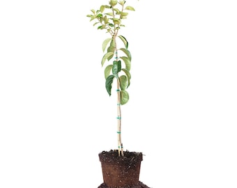 Fuyu Persimmon Tree: Diospyros kaki, Divine Fruit, Asian Persimmon, Non-Astringent Persimmon, Self Pollinating