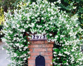 Star Jasmine Vine Shrub: Trachelospermum Jasminoides, Fragrant Climbing Vine, Evergreen Foliage