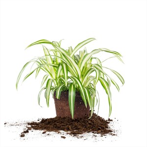 May include: A green and white spider plant in a brown pot with soil spilling out around the base.
