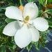 Little Gem Magnolia Tree