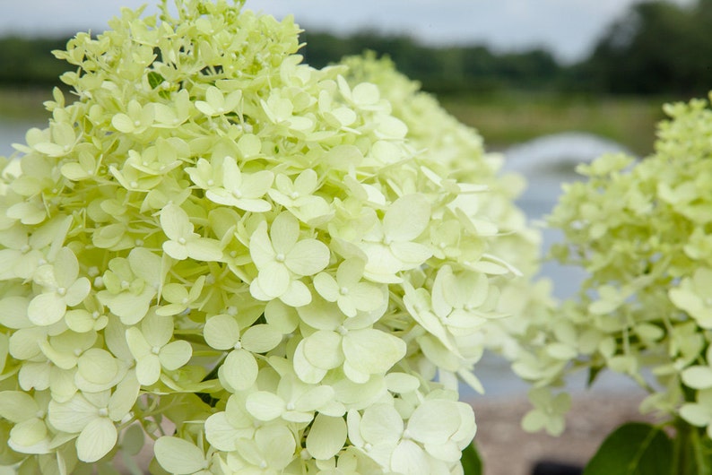 Limelight Hydrangea