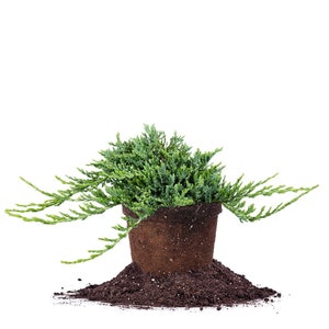 Blue Rug Juniper Shrub: Juniperus horizontalis &#39;wiltonii&#39;, Drought Tolerant, Bonsai Starter