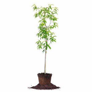 May include: A small, green tree sapling in a brown pot with soil spilling out onto a white background.