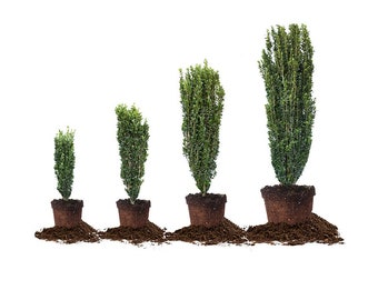 Sky Pencil Holly: Ilex crenata 'Sky Pencil', Japanese Pencil Tree, Small Evergreen Tree