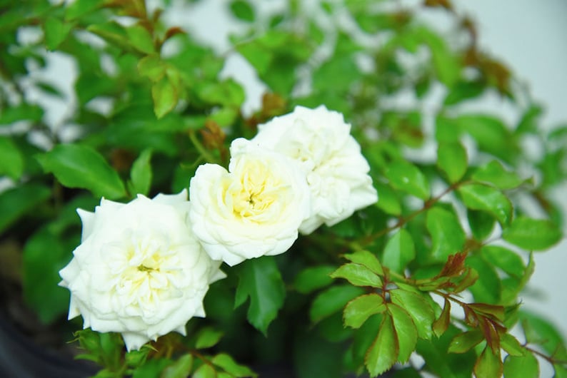 White Drift® Rose Etsy