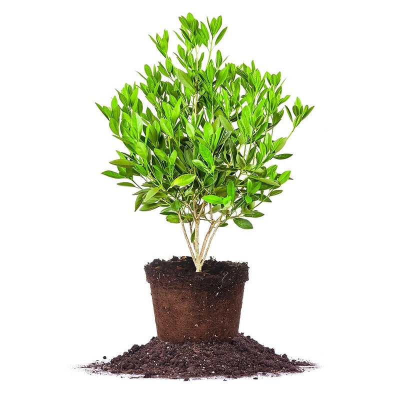Ocala Anise