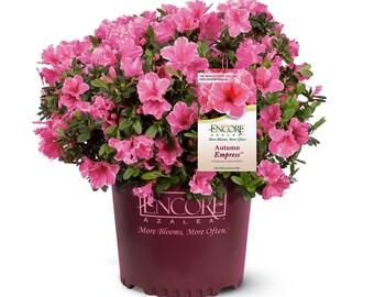 Autumn Empress™ Encore® Azalea Shrub: Rhododendron 'Conles', Showy Pink Flowers, Pollinator Plant