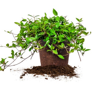 Asiatic Jasmine: Trachelospermum asiaticum, Hanging Plant, Groundcover