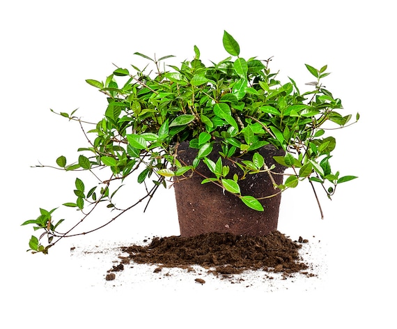 Asiatic Jasmine: Trachelospermum Asiaticum, Hanging Plant