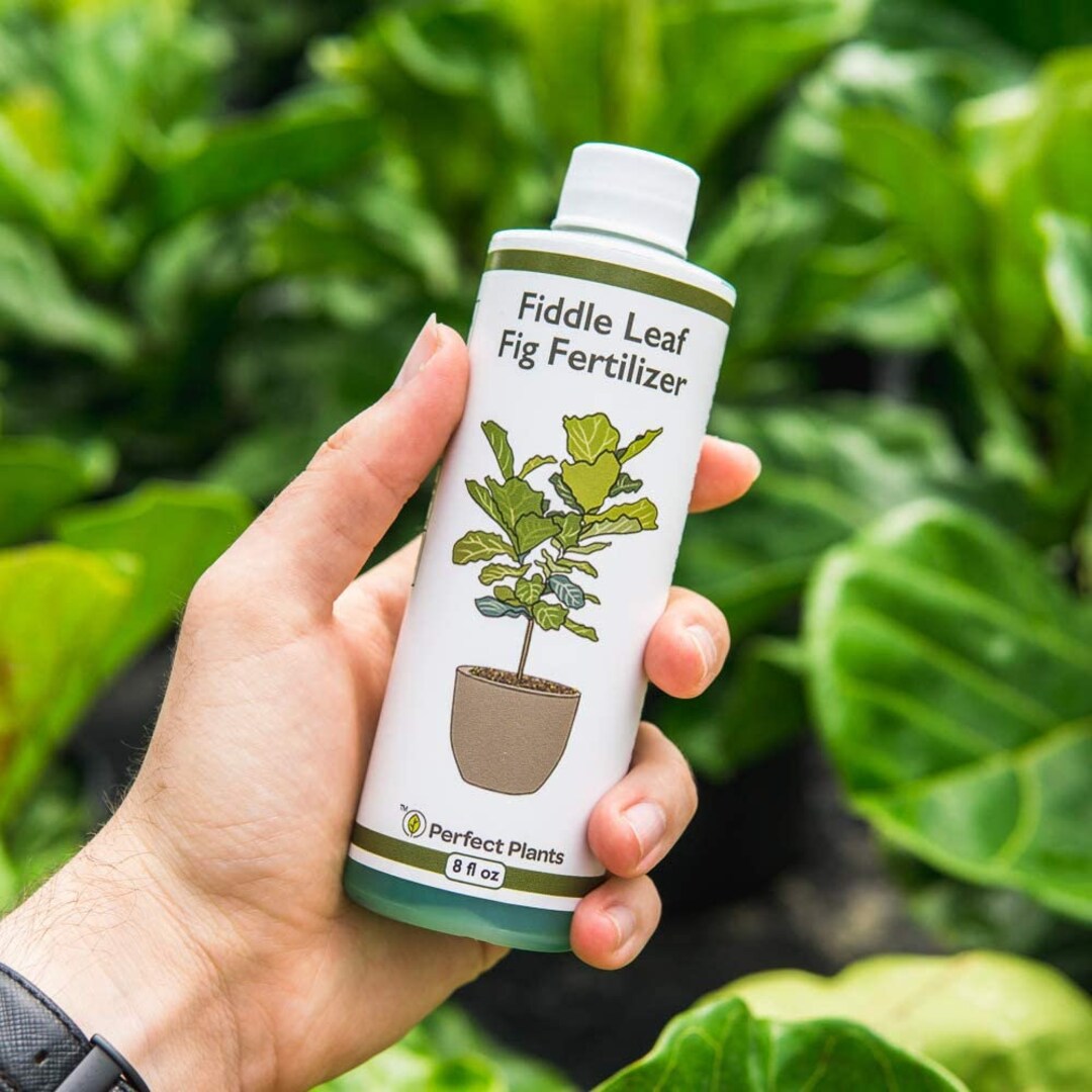 Liquid Fiddle Leaf Fig Fertilizer, Concentrated Indoor & Outdoor, Ficus