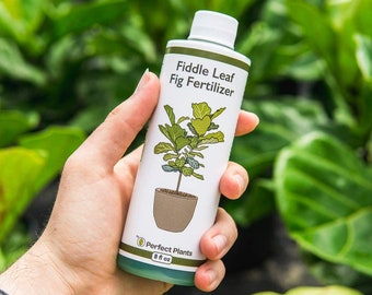 Liquid Fiddle Leaf Fig Fertilizer, Concentrated indoor & outdoor, Ficus fig food, Leaf booster for bigger leaves and a healthier plant