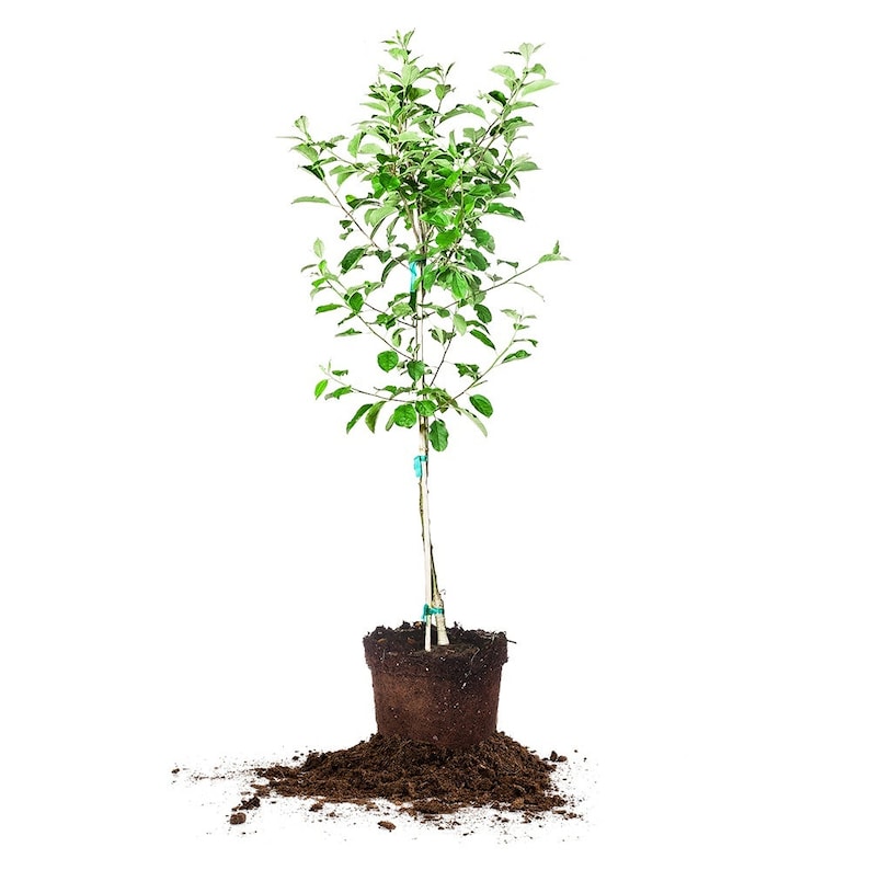 Puede incluir: Un peque&ntilde;o &aacute;rbol de manzana verde en una maceta marr&oacute;n con tierra que se derrama sobre un fondo blanco.
