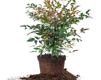 Puede incluir: Una planta en maceta con hojas verdes y rojas en una maceta marrón, sentada sobre un lecho de tierra marrón.