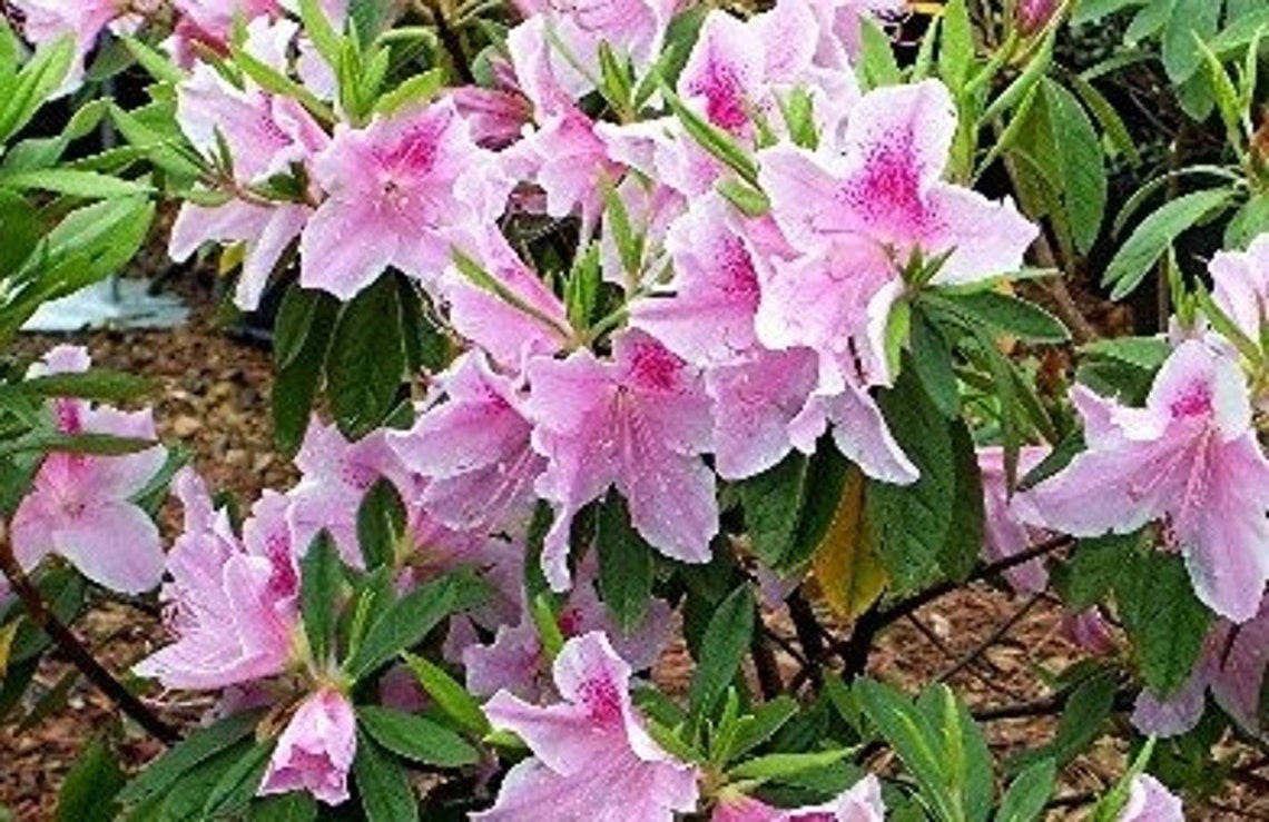 George Taber Azalea: Azalea 'george L. Tabor', Pink Flower, Butterfly ...