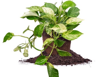 Variegated Marble Queen Pothos in 6 inch Pot: Epipremnum aureum, Tropical Houseplant, Long Trailing Vines