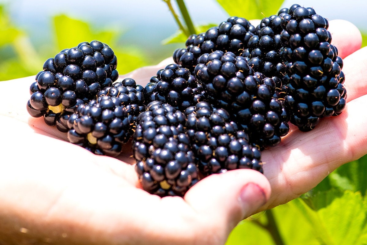 Natchez Blackberry Plant – Rubus Natchez, 3-Inch Deep Pot, Live Fruit Plant