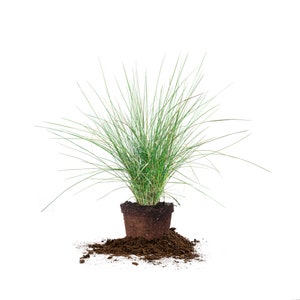 May include: A potted green grass plant with brown soil spilling out of the pot onto a white background.