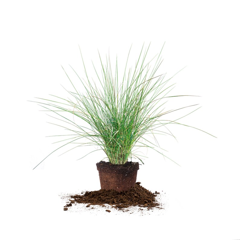 May include: A potted green grass plant with brown soil spilling out of the pot onto a white background.