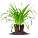 Agapanthus Blue, Lily of the Nile, Big Blue Flowers, Attracts Hummingbirds - Size: 1 gallon