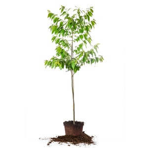 American Persimmon Tree: Edible Fruit, Fall Foliage, Attracts Wildlife