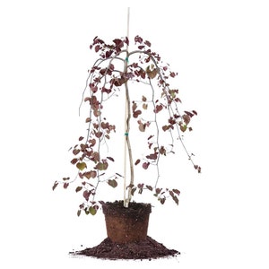 May include: A weeping redbud tree with purple leaves in a brown pot. The tree is staked with a wooden stake.