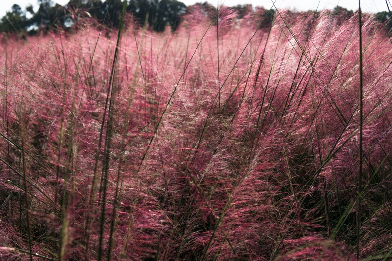 May include: A field of tall, pink grass with a blurred background of trees.