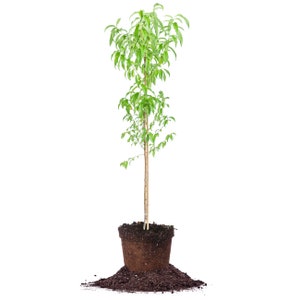 May include: A small, green tree sapling in a brown pot with soil. The tree is about 1 foot tall and has a single trunk. The pot is sitting on a pile of dirt.