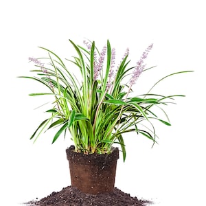 Variegated Liriope: Liriope muscari 'Variegata', Monkey Grass, Creeping Lilyturf image 1