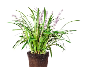 Variegated Liriope: Liriope muscari &#39;Variegata&#39;, Monkey Grass, Creeping Lilyturf