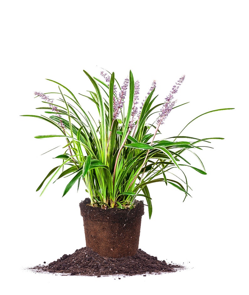 Variegated Liriope: Liriope muscari 'Variegata', Monkey Grass, Creeping Lilyturf image 1