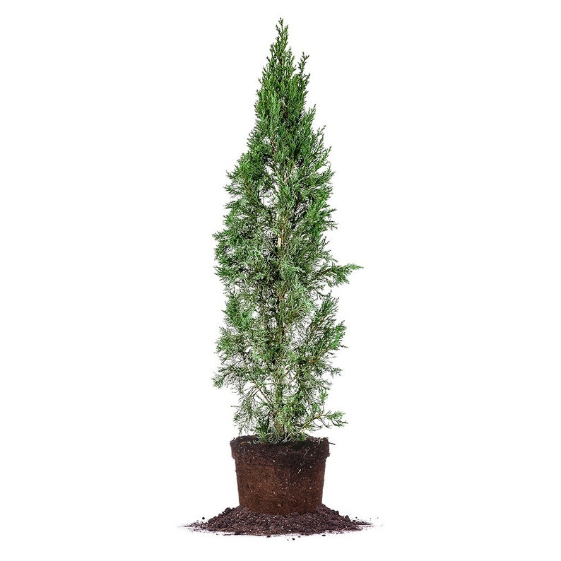 ITALIAN CYPRESS Size 5-6 ft