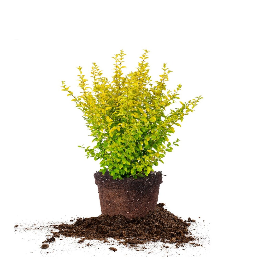 Sunshine Ligustrum Shrub: Ligustrum Sinense 'sunshine', Bright and Unique  Foliage, Dwarf Ligustrum - Etsy