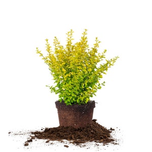 Sunshine Ligustrum Shrub: Ligustrum sinense &#39;Sunshine&#39;, Bright and Unique Foliage, Dwarf Ligustrum