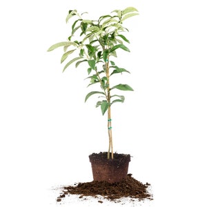 Japanese Loquat Tree: Eriobotrya japonica, Japanese Plum Tree, Fruit Tree