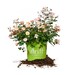 APRICOT DRIFT® ROSE Size: 1 gallon