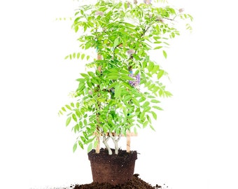 Wisteria 'Amethyst Falls': Wisteria Frutescens 'Amethyst Falls', Woody Stemmed Climbing Vine, Trellis and Arbor Plant