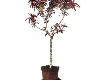 Bonfire Patio Peach Tree: Prunus persica 'Bonfire', Dwarf Peach Tree, Ornamental Peach